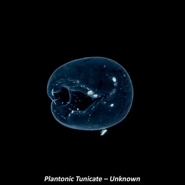 Plantonic Tunicate – Unknown