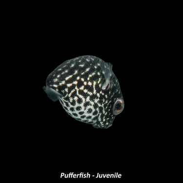 Pufferfish – Juvenile