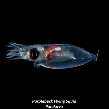 Purpleback Flying Squid - Paralarva