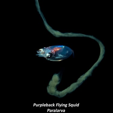 Purpleback Flying Squid - Paralarva
