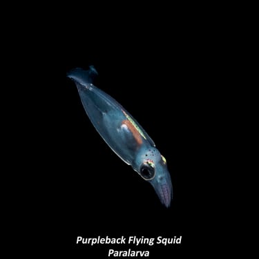 Purpleback Flying Squid - Paralarva