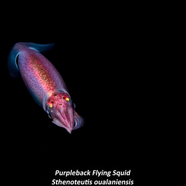Purpleback Flying Squid - Sthenoteutis oualaniensis