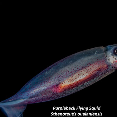 Purpleback Flying Squid - Sthenoteutis oualaniensis