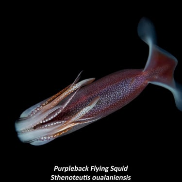 Purpleback Flying Squid - Sthenoteutis oualaniensis
