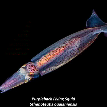 Purpleback Flying Squid - Sthenoteutis oualaniensis
