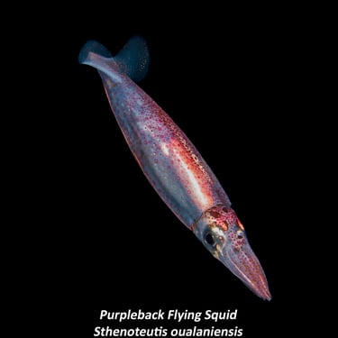 Purpleback Flying Squid - Sthenoteutis oualaniensis