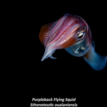 Purpleback Flying Squid - Sthenoteutis oualaniensis
