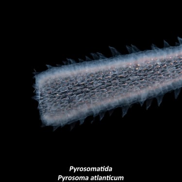 Pyrosomatida - Pyrosoma atlanticum