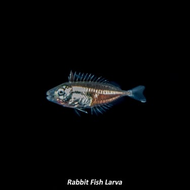 Rabbit Fish Larva