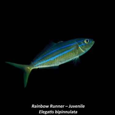 Rainbow runner – Juvenile - Elegatis bipinnulata