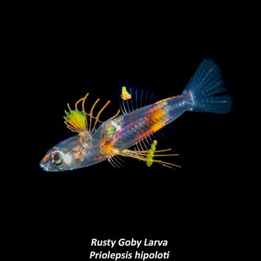 Rusty Goby Larva - Priolepsis hipoloti