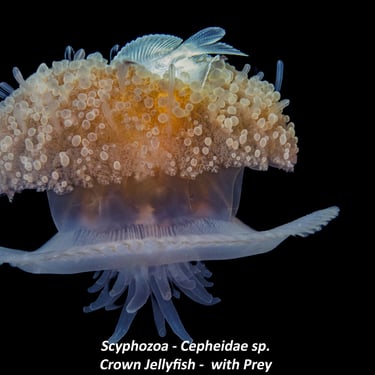Scyphozoa - Cepheidae sp. - Crown Jellyfish -  with Prey