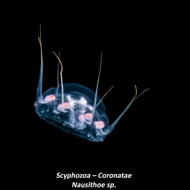 Scyphozoa – Coronatae Nausithoe sp.