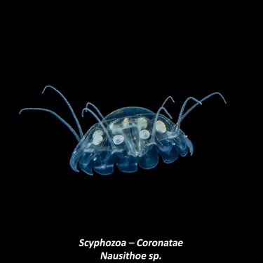 Scyphozoa – Coronatae Nausithoe sp.
