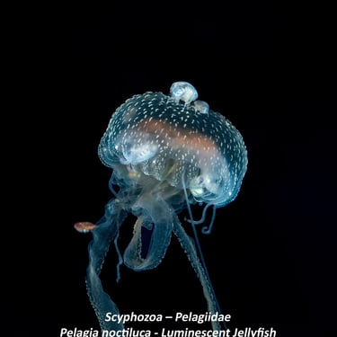 Scyphozoa – Pelagiidae - Pelagia noctiluca - Luminescent Jellyfish- with riding Amphipods