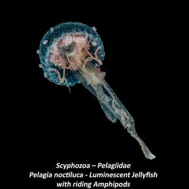Scyphozoa – Pelagiidae - Pelagia noctiluca - Luminescent Jellyfish- with riding Amphipods