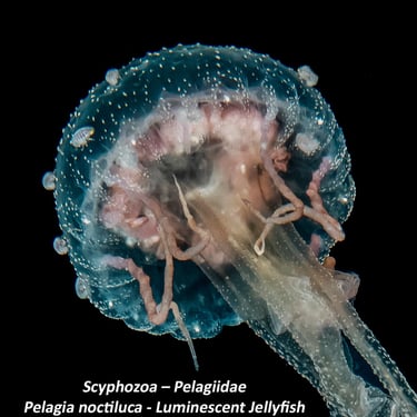 Scyphozoa – Pelagiidae - Pelagia noctiluca - Luminescent Jellyfish