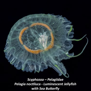 Scyphozoa – Pelagiidae - Pelagia noctiluca - Luminescent Jellyfish - with Sea Butterfly