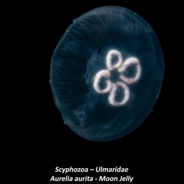 Scyphozoa – Ulmaridae - Aurelia aurita - Moon Jelly