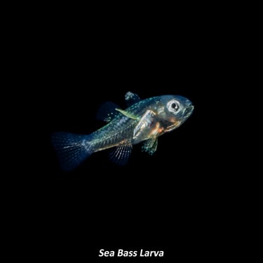 Sea Bass Larva