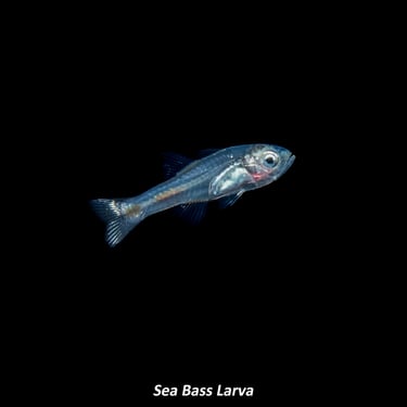 Sea Bass Larva