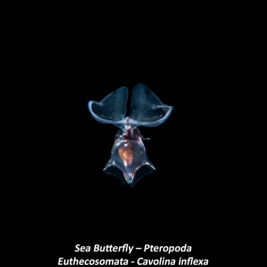 Sea Butterfly – Pteropoda - Euthecosomata - Cavolina inflexa