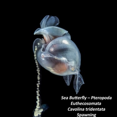 Sea Butterfly – Pteropoda - Euthecosomata - Cavolina tridentata – Spawning