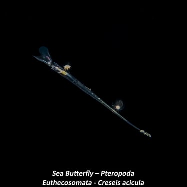 Sea Butterfly – Pteropoda - Euthecosomata - Creseis acicula