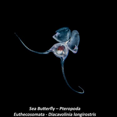 Sea Butterfly – Pteropoda - Euthecosomata - Diacavolinia longirostris