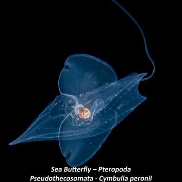Sea Butterfly – Pteropoda - Pseudothecosomata - Cymbulla peronii
