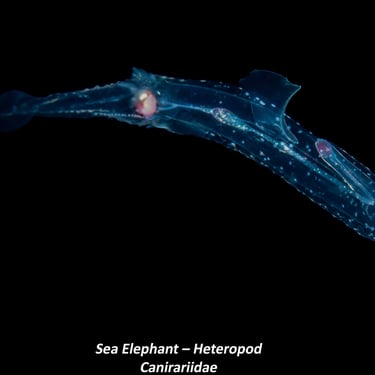 Sea Elephant – Heteropod - Canirariidae