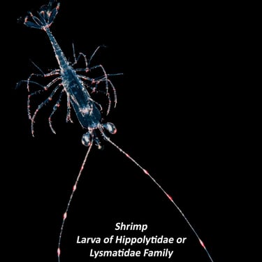 Shrimp - Larva of Hippolytidae or Lysmatidae Family