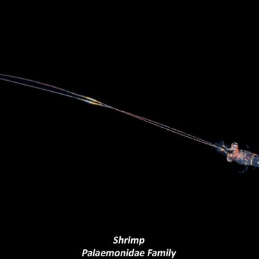 Shrimp - Palaemonidae Family