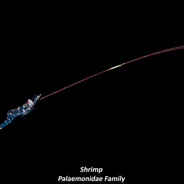 Shrimp - Palaemonidae Family