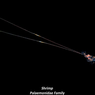 Shrimp - Palaemonidae Family