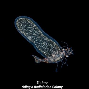 Shrimp riding a Radiolarian Colony