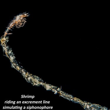 Shrimp riding an excrement line simulating a siphonophore