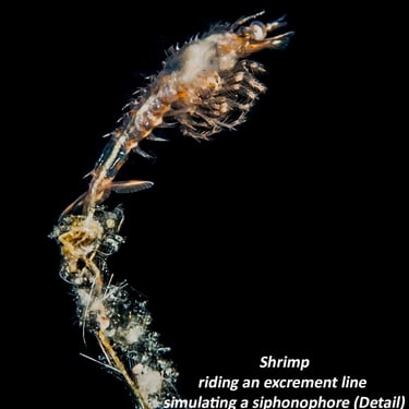 Shrimp riding an excrement line simulating a siphonophore (Detail)