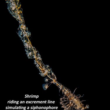 Shrimp riding an excrement line simulating a siphonophore