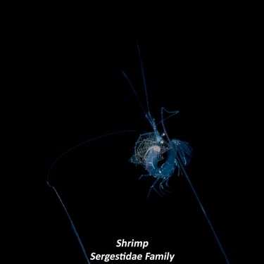 Shrimp - Sergestidae Family