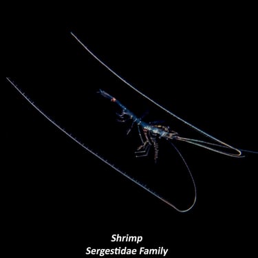 Shrimp - Sergestidae Family