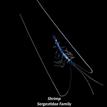 Shrimp - Sergestidae Family