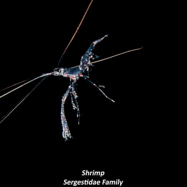 Shrimp - Sergestidae Family