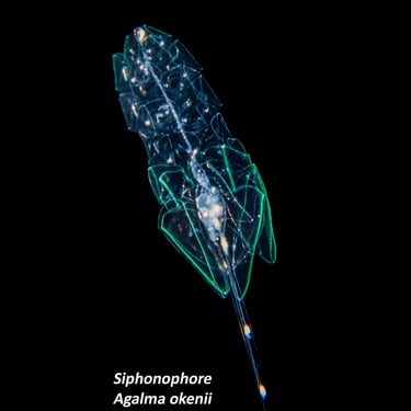 Siphonophore - Agalma okenii