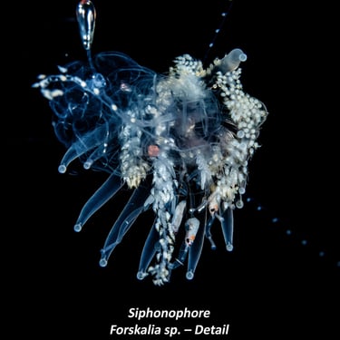 Siphonophore - Forskalia sp. – Detail