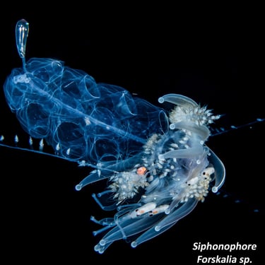 Siphonophore - Forskalia sp.