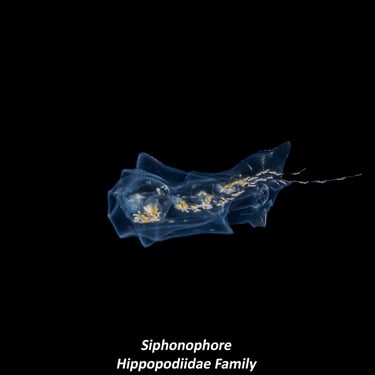 Siphonophore - Hippopodiidae Family
