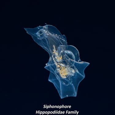 Siphonophore - Hippopodiidae Family