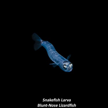 Snakefish Larva - Blunt-Nose Lizardfish