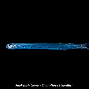 Snakefish Larva - Blunt-Nose Lizardfish
